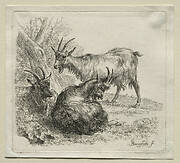 Animalia: Three Goats
