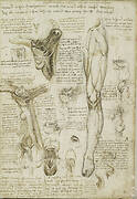 R: The throat and the muscles of the leg. V: The bones of the foot and the muscles of the neck