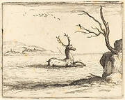Stag in the Water