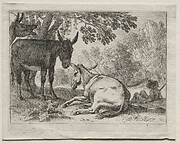 Animals in Landscapes: Donkeys